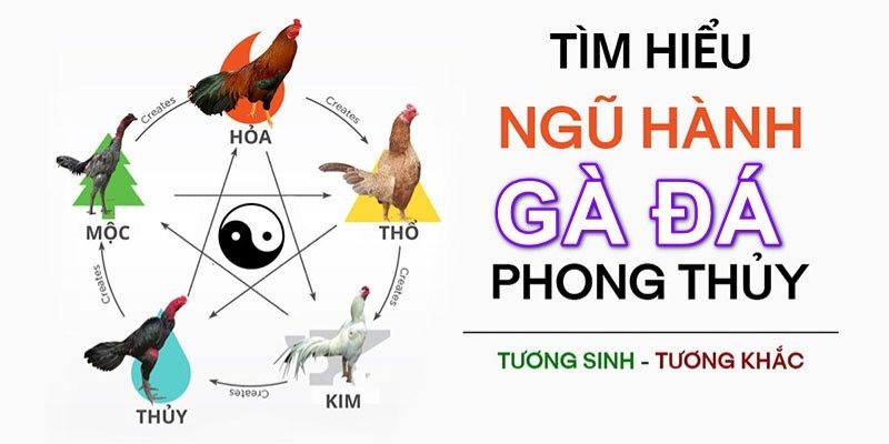 Chọn màu mạng gà đá hôm nay theo ngũ hành chuẩn