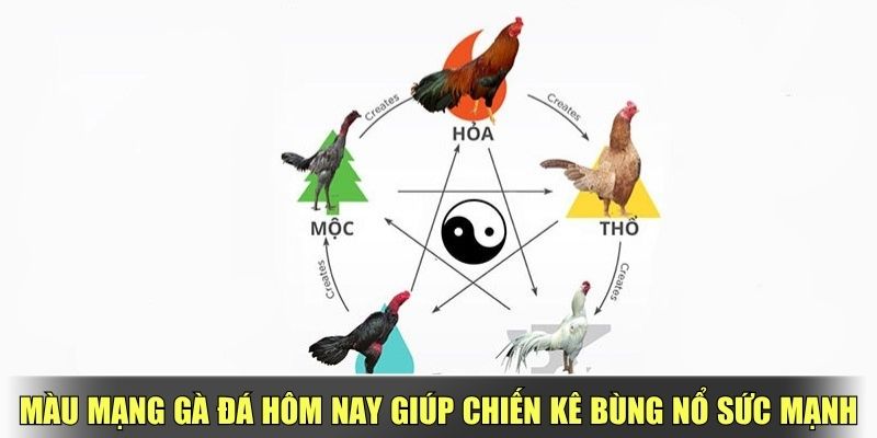 Màu Mạng Gà Đá Hôm Nay Giúp Chiến Kê Bùng Nổ Sức Mạnh