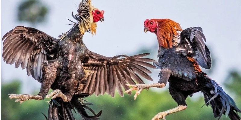 Trải nghiệm xem đá gà cựa sắt mượt không bị giật