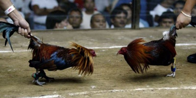 Xem đá gà cựa sắt cần hiểu đúng luật mới hiện nay