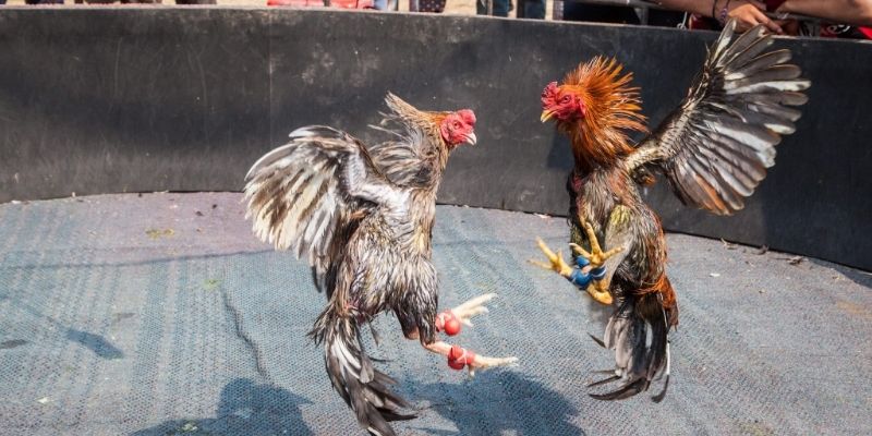 Xem đá gà cựa sắt hay nhờ bí quyết của dân chuyên