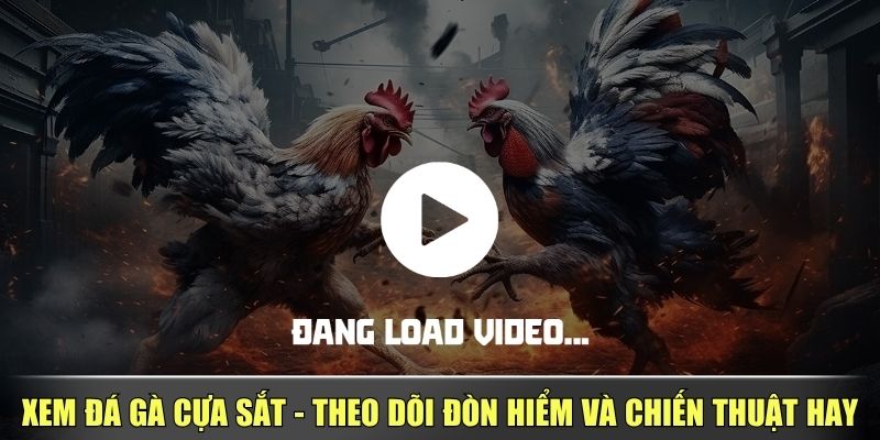 Xem Đá Gà Cựa Sắt - Theo Dõi Đòn Hiểm Và Chiến Thuật Hay