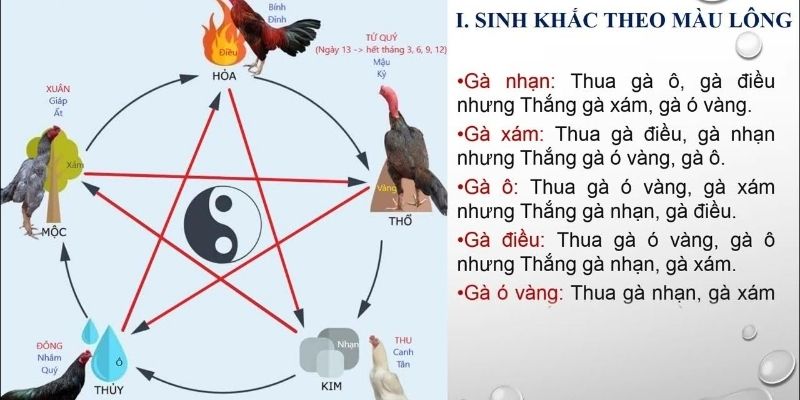 Xem màu mạng gà đá hôm nay để bắt độ chính xác