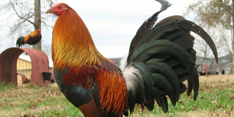 Bản tính táo bạo, luôn chủ động trong mọi cuộc đấu