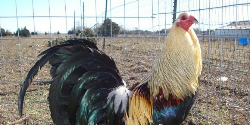 Huấn luyện sức mạnh, kỹ năng ra đòn và tăng độ dẻo dai