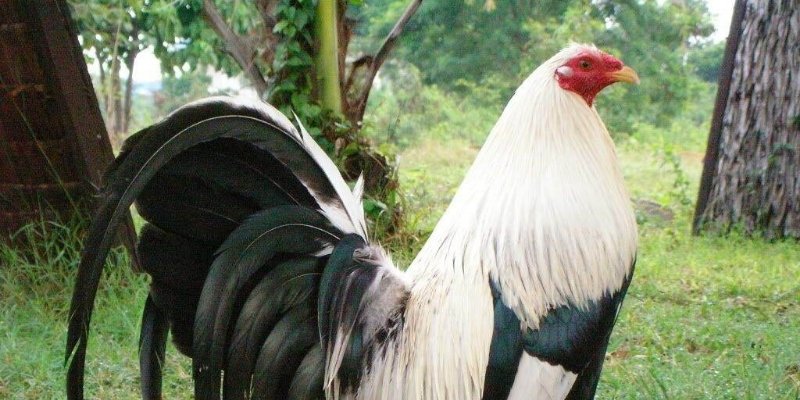 Sức hút của gà chọi Mỹ trên mọi sàn đấu kịch tính