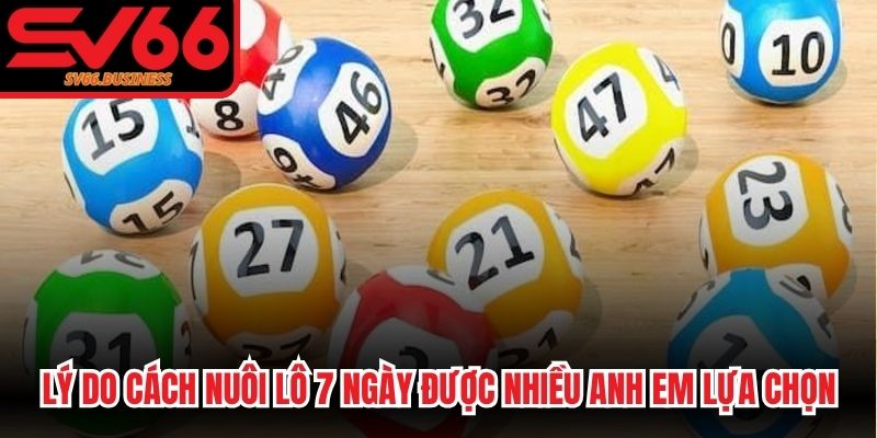 Lý do cách nuôi lô 7 ngày được nhiều anh em lựa chọn 